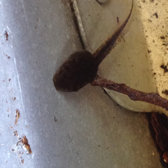 Spotting Image 1