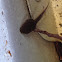 American Bull Frog Tadpole