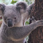 Koala at Lone Pine Sanctuary - Brisbane, Australia