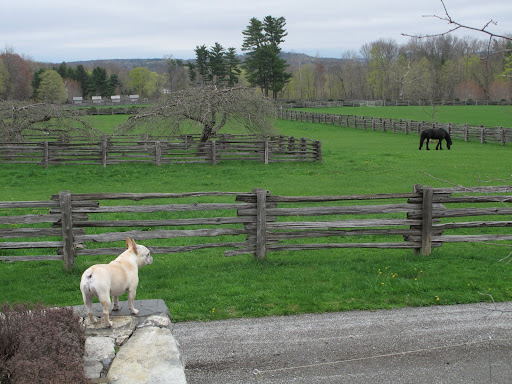 Look, Francesca!  Sasa isn't wearing his warm winter coat anymore.