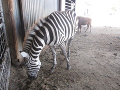IMG_8683 IMG_8683