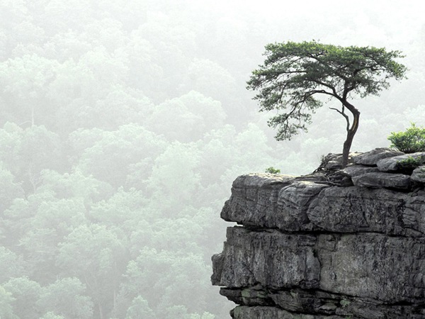 a-single-tree-on-cliff