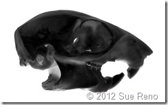 Sue Reno, Squirrel Skull Negative Image SueReno_SquirrelSkullNegativeImage