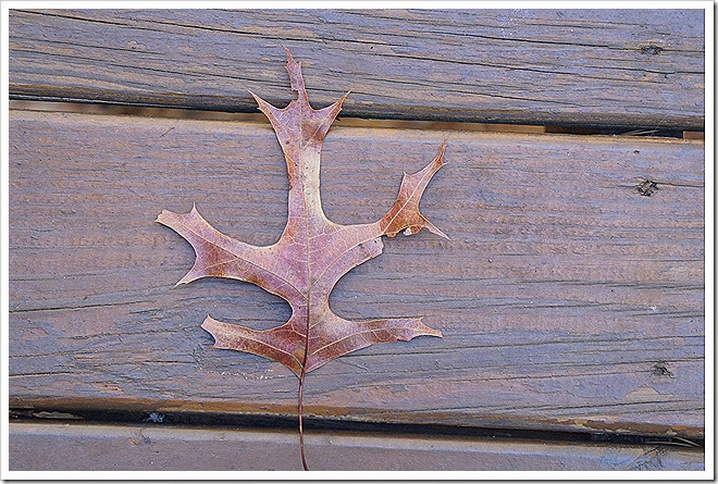 leaves-public-domain-pictures-1 (22) leaves-public-domain-pictures-1 (22)