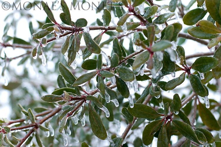 frozen front tree blog