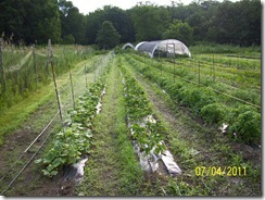 Farm July11 Cukes-Pepper-Tomato rows