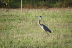 African Blue Heron