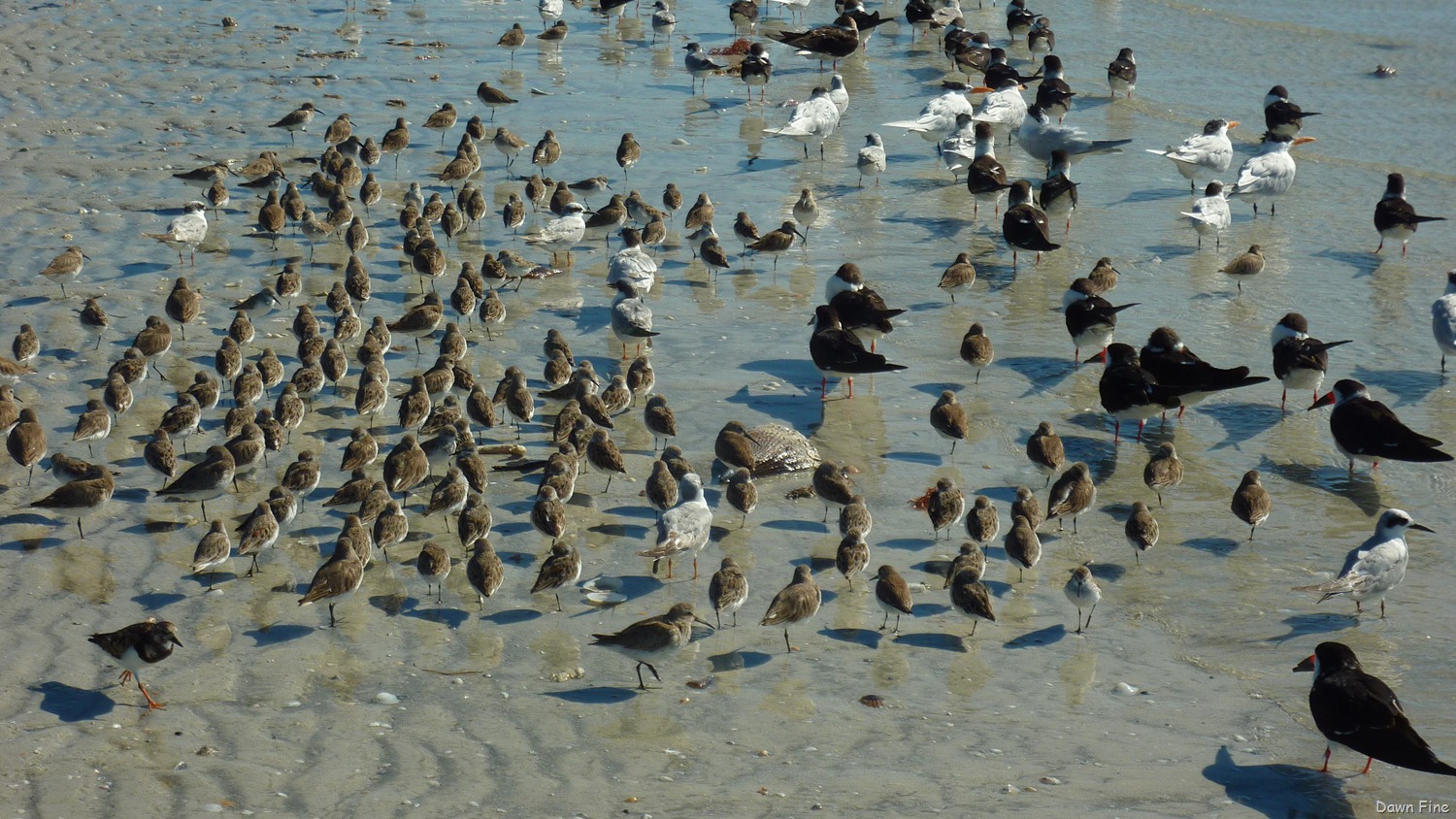 [Sanibel-Shell-and-birds_1413.jpg]