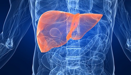 [liver%255B5%255D.jpg]