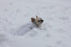 In fact, my little legs aren't getting me anywhere! 5