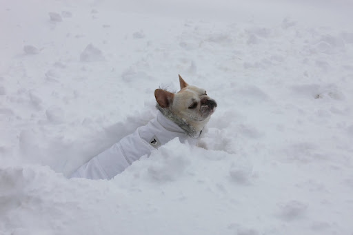 In fact, my little legs aren't getting me anywhere! 5