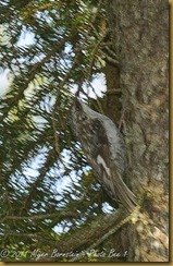 Brown Creeper