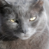 Unsere Katzen 2008