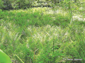 Sea of ferns 3x.jpg
