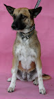 GÜERA. NO ADOPTABLE. Desconfía de los extraños pero cuando te ganas su corazón es la más tierna, amorosa, noble, juguetona y obediente. Dominante con perras, por lo que es difícil que conviva con una