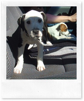 2006_0103puppiesetc20038