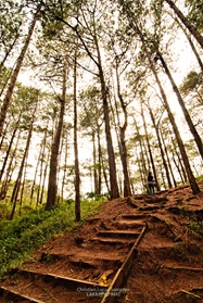 Baguio's Pine Forest 