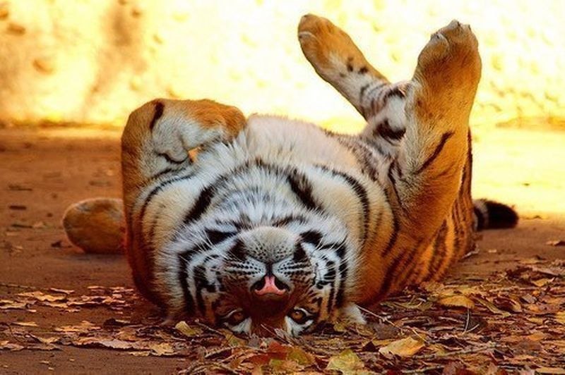 http://lh4.ggpht.com/-OJtf_mR9dds/UJZr62haV8I/AAAAAAAAHI4/OHG8LfwUlgk/s0/zvf7Ub727-g.jpg