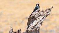 DSC04210.jpg