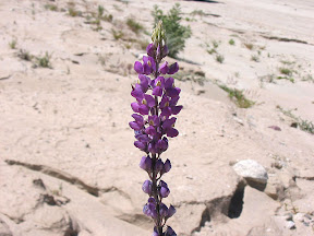 Brilliant color is a stark contrast to the surrounding dry Desert.