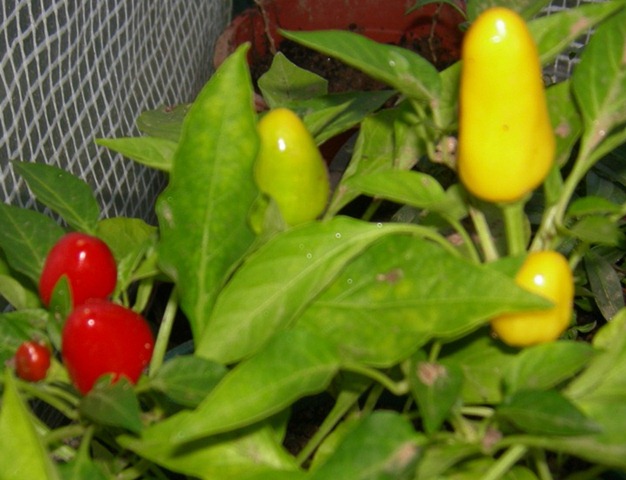 [DSCN5840%255B3%255D.jpg]