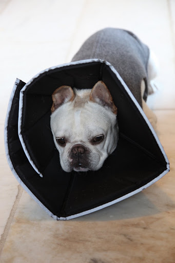 I suppose I'll just hunker down and take a nap.  It's bound to heal faster that way.
