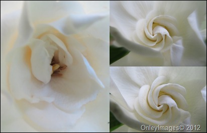 gardenia blooms