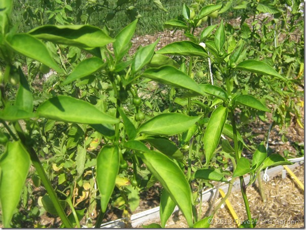 Padron_pepper