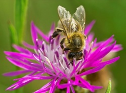 [bee4%255B3%255D.jpg]