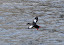 Black guillemot with fish in its mouth