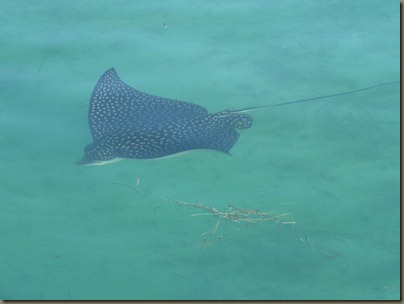 leopard ray video (10)