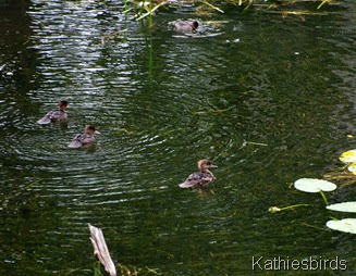 3. hen and ducklings-kab