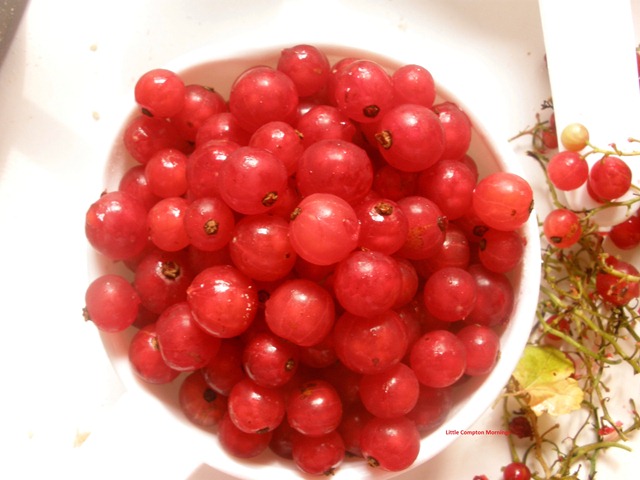 [Red%2520fruits%2520stemmed%255B4%255D.jpg]