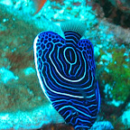 junger Engels-Fisch, Komodo