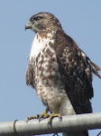 IMG_7804.JPG