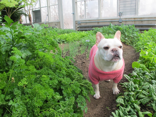 Franny, this baby spinach is very tender.  It can be chiffonaded and added right at the end for a healthy and beautiful green contrast.