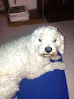 ARES peludo muy guapo y felizmente adoptado hace 3 años