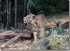 Tiger family, Taronga Zoo