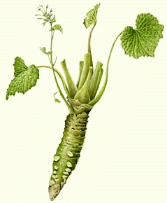 [wasabi_plant%255B4%255D.png]
