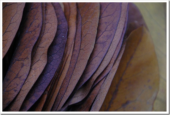 magnolia leaf