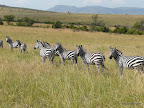 Masai Mara