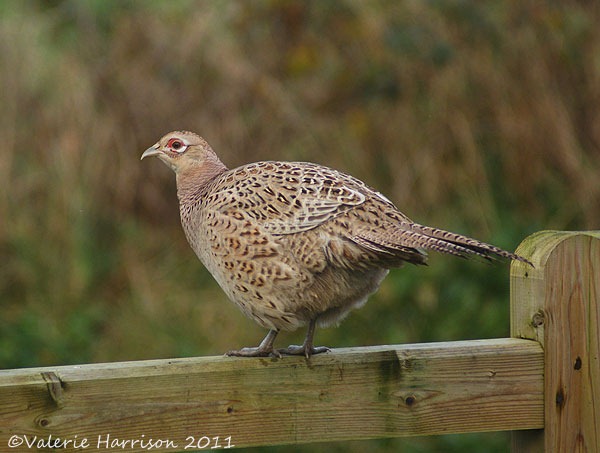 [pheasant-on-gate%255B2%255D.jpg]