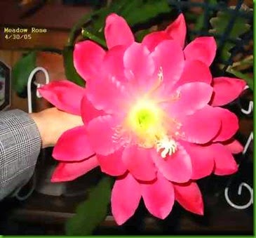 Epi Meadow_Rose Epi Meadow_Rose