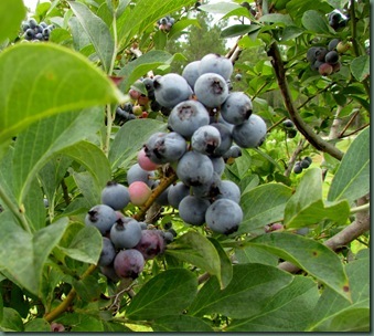 blueberries