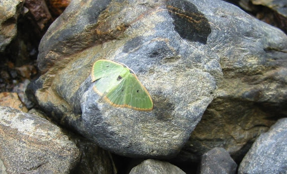 Geometridae ; Geometrinae : Lissochlora sp. Sur la route de Coroico, près des cascades de Sacramento Alto (2700 m). Bolivie, 11 janvier 2004. Photo : Peter Møllmann