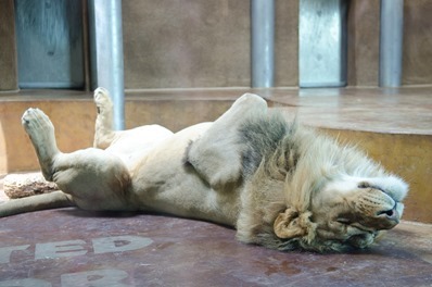zoo-15