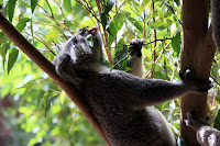 Lazy koala