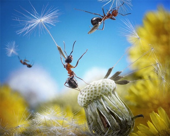Life-of-Ants-Andrey-Pavlov-05