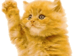 catwave catwave