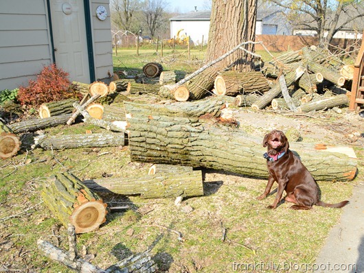 Grounder and piles of cottonwood